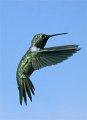 Black-chinned Hummingbird.Arizona August 2008